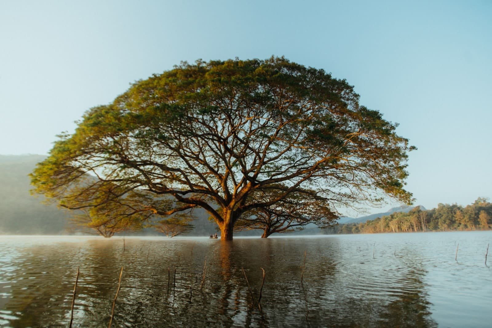 Cham Cha Giant Tree